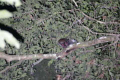 Himantornis haematopus