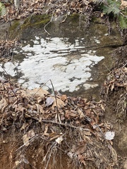 Phlyctis petraea