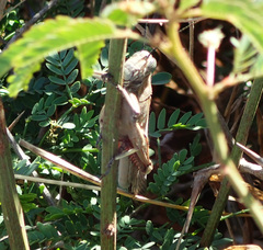 Anacridium melanorhodon