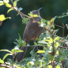 Toxostoma cinereum