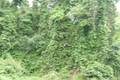 Pteronetta hartlaubii