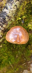 Xerocomus nothofagi