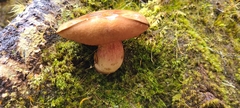 Xerocomus nothofagi