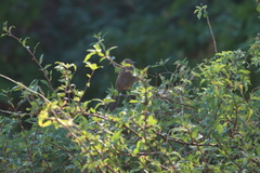 Toxostoma cinereum