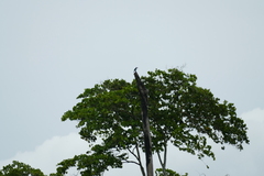 Halcyon senegalensis