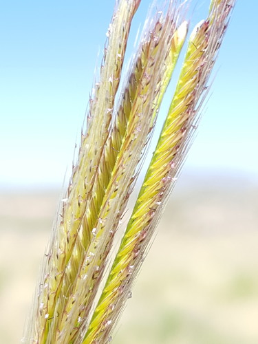 Chloris virgata