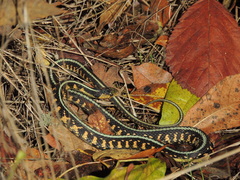 Thamnophis sirtalis concinnus