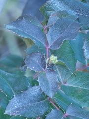 Berberis aquifolium
