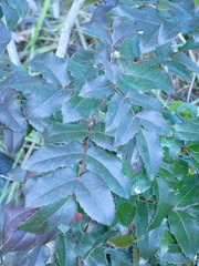 Berberis aquifolium