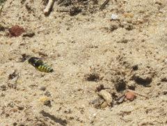 Stictia