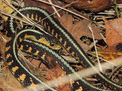 Thamnophis sirtalis concinnus
