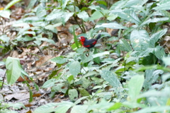 Spermophaga poliogenys