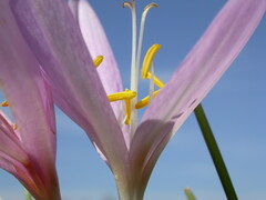 Colchicum autumnale