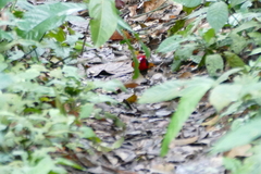 Spermophaga poliogenys