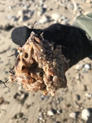 Clathria prolifera