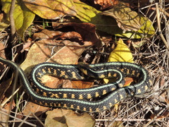 Thamnophis sirtalis concinnus