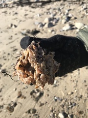 Clathria prolifera