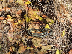 Thamnophis sirtalis concinnus