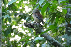 Glaucidium sjostedti