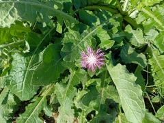 Centaurea seridis sonchifolia