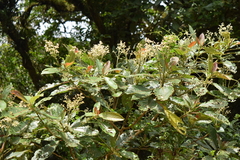 Saurauia