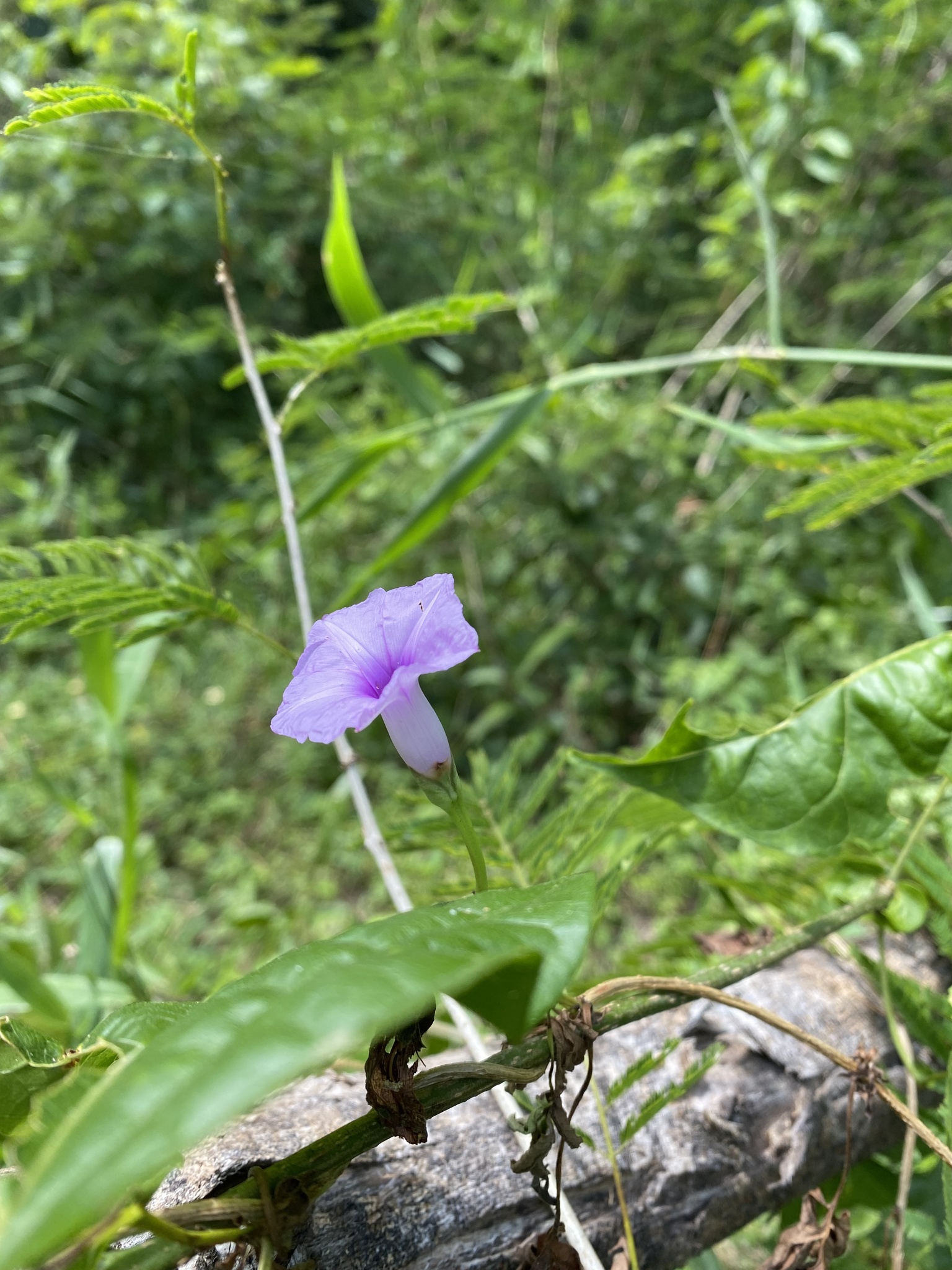 Ipomoea cairica