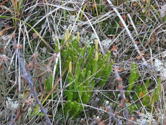 Spinulum annotinum alpestre