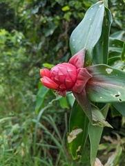 Costus spiralis