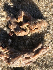 Clathria prolifera