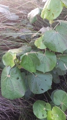 Hibiscus tiliaceus pernambucensis