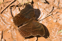 Junonia gregorii
