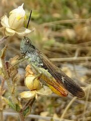 Chorthippus maritimus