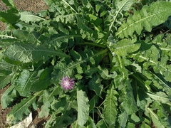 Centaurea seridis sonchifolia