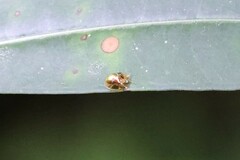 Charidotella zona