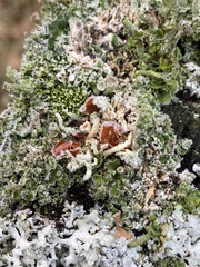 Psoroma hypnorum