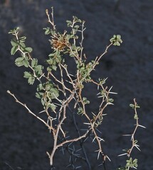 Prosopis reptans