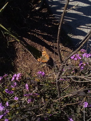 Vanessa cardui