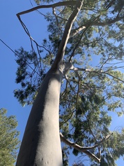 Corymbia citriodora