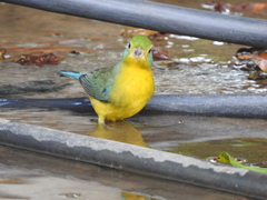 Passerina leclancherii