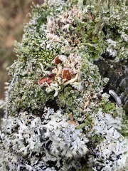 Psoroma hypnorum