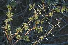 Prosopis reptans