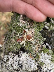 Psoroma hypnorum