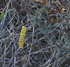 Prosopis strombulifera