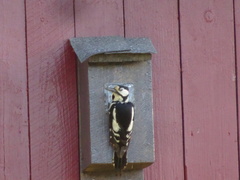 Dendrocopos major major