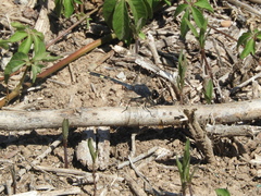 Erythrodiplax nigricans