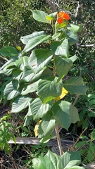 Cordia sebestena