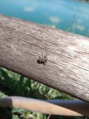 Aegomorphus jaspideus