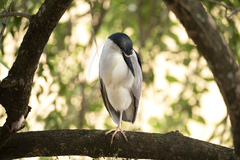 Nycticorax nycticorax