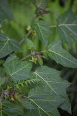 Solanum acerifolium