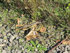 Thamnophis sirtalis concinnus